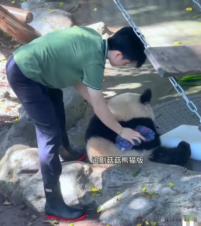 小月亮浑身玩得湿哒哒脏兮兮的，坐在院里挨着冰块乖乖地吃着苹果，苗苗奶爸拿着帕子给