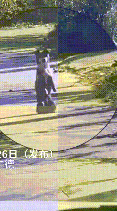 安徽汪星人“跪”守奶奶过马路，感动全网！
 安徽广德农村小道上，上演了一幕暖心一