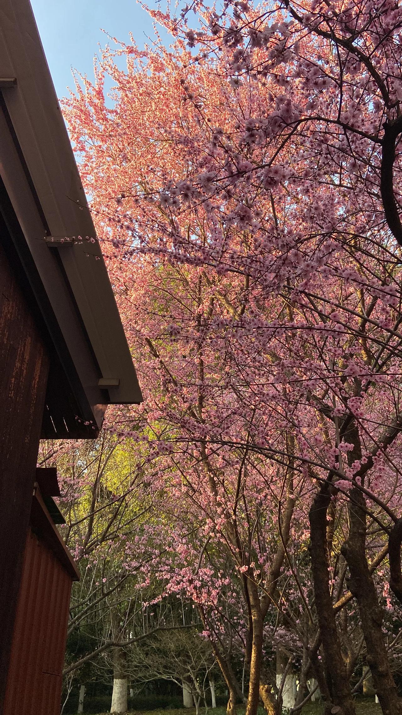 电脑不在手边，只能手机发文，无法配图，大家见谅～

明日浩瀚转债上市，安集转债可