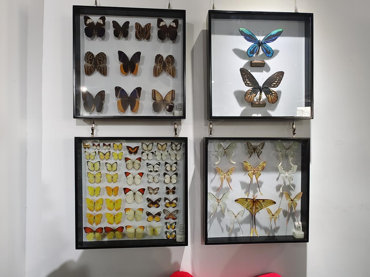 人类都有一个共同的名字：人；蝴蝶也有一个共同的名字：姓蝴名蝶。人和人不同，即便一