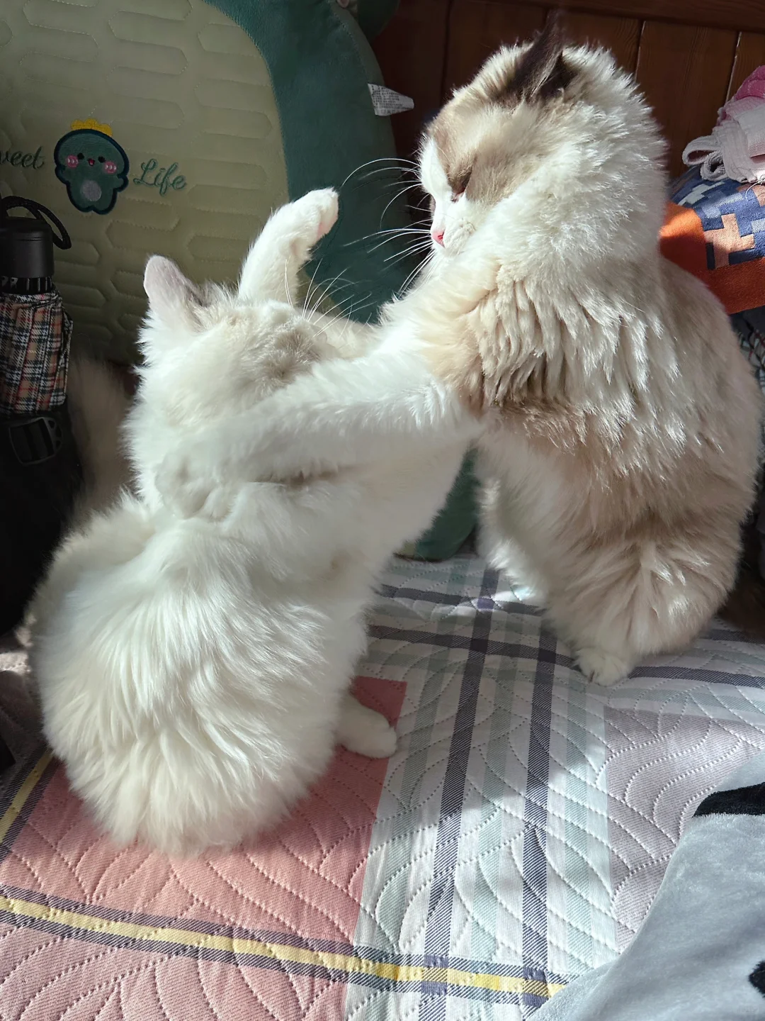 小女猫打架也薅头发🤣