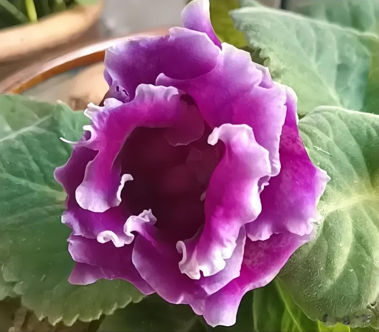 我家一共有四盆芙蓉花，开了两盆，这两盆的颜色差不多都是紫色的，一盆是深紫色，一盆