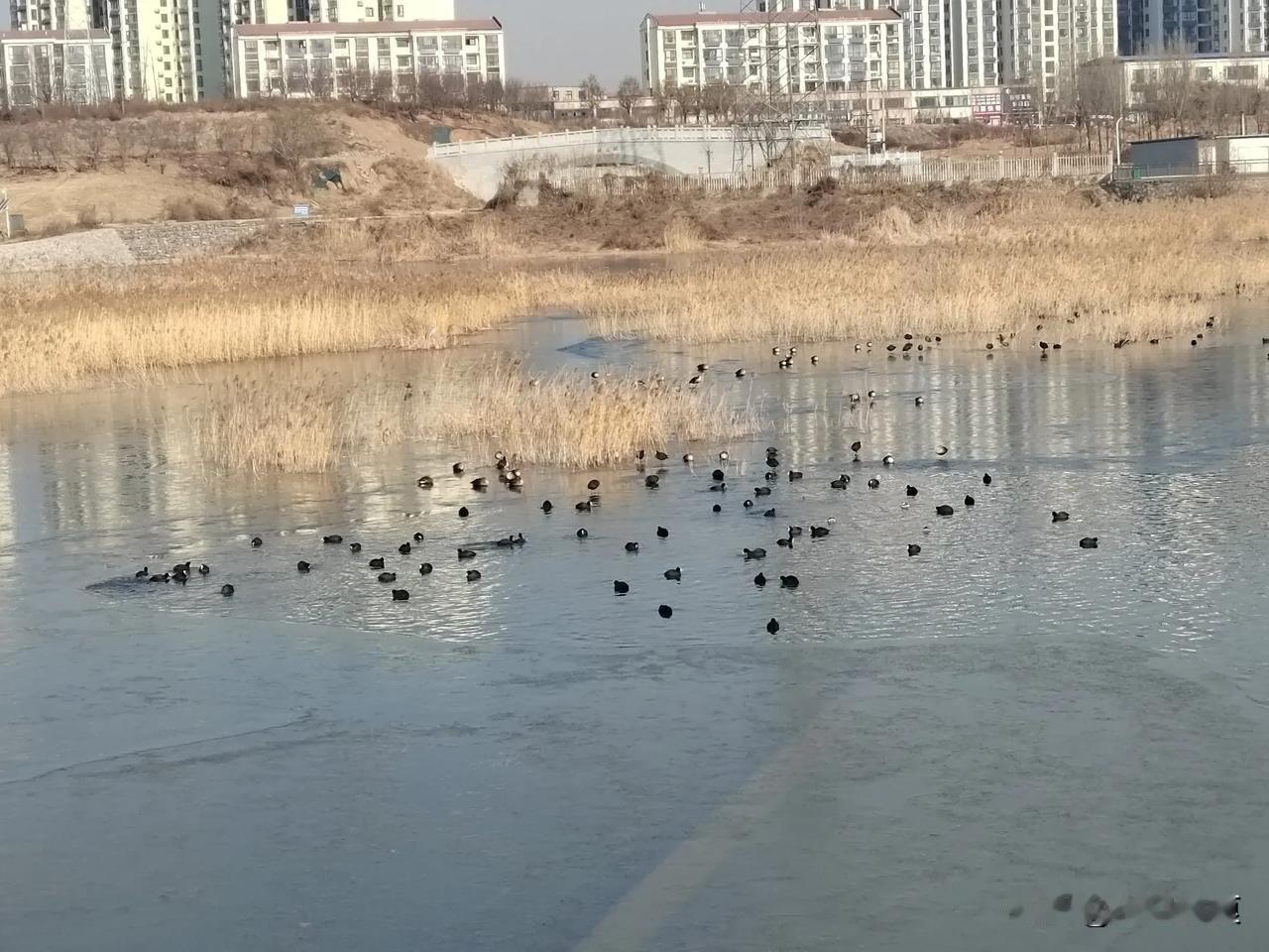 天南地北大拜年戳这里，一起放烟花>其河里的水鸟今天都在集中开会，不知在商讨什么问