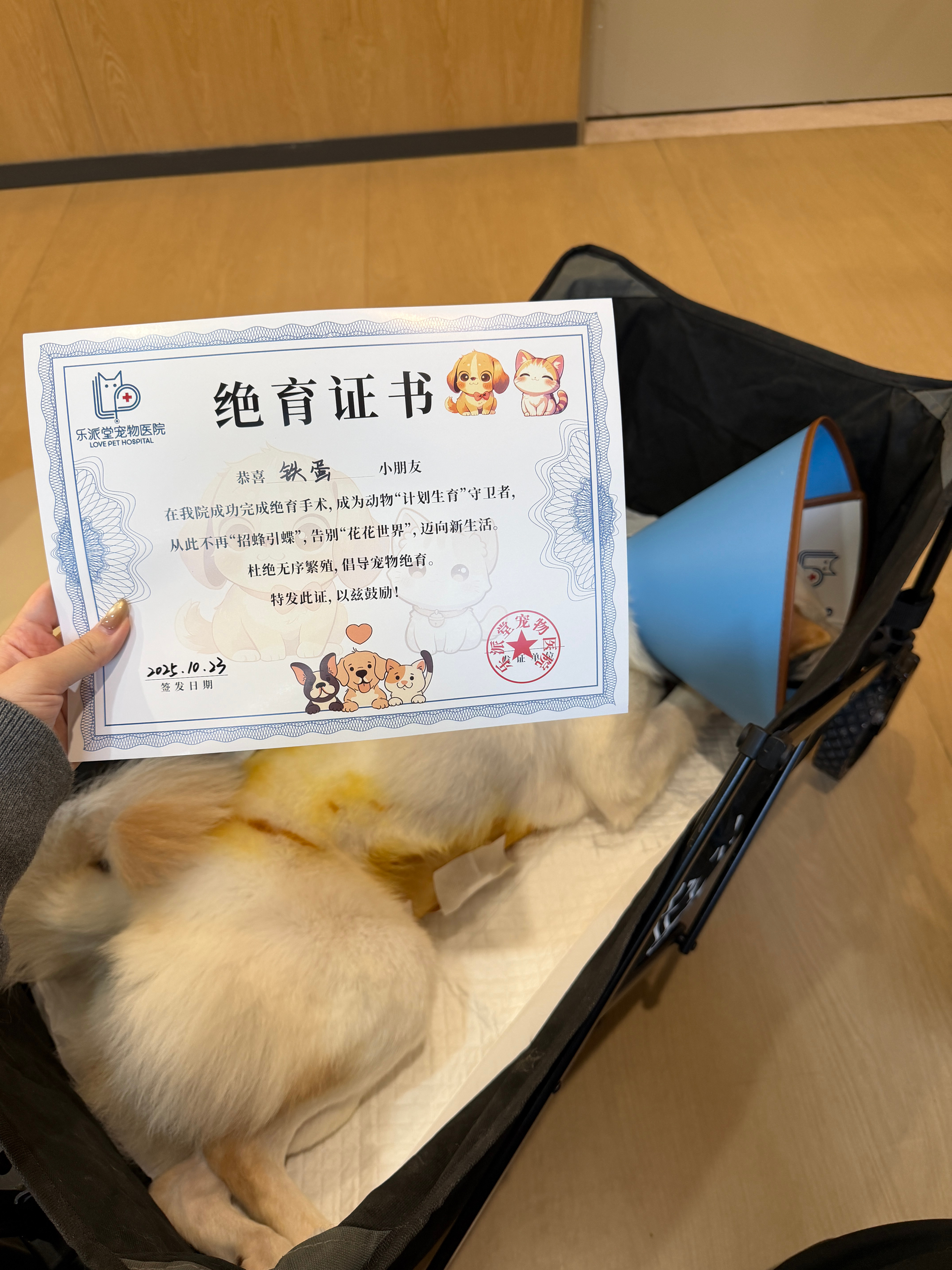 铁蛋完美做完绝育 现在开始继续通过好友然后回消息哦！！都会通过哒大家不用着急[春