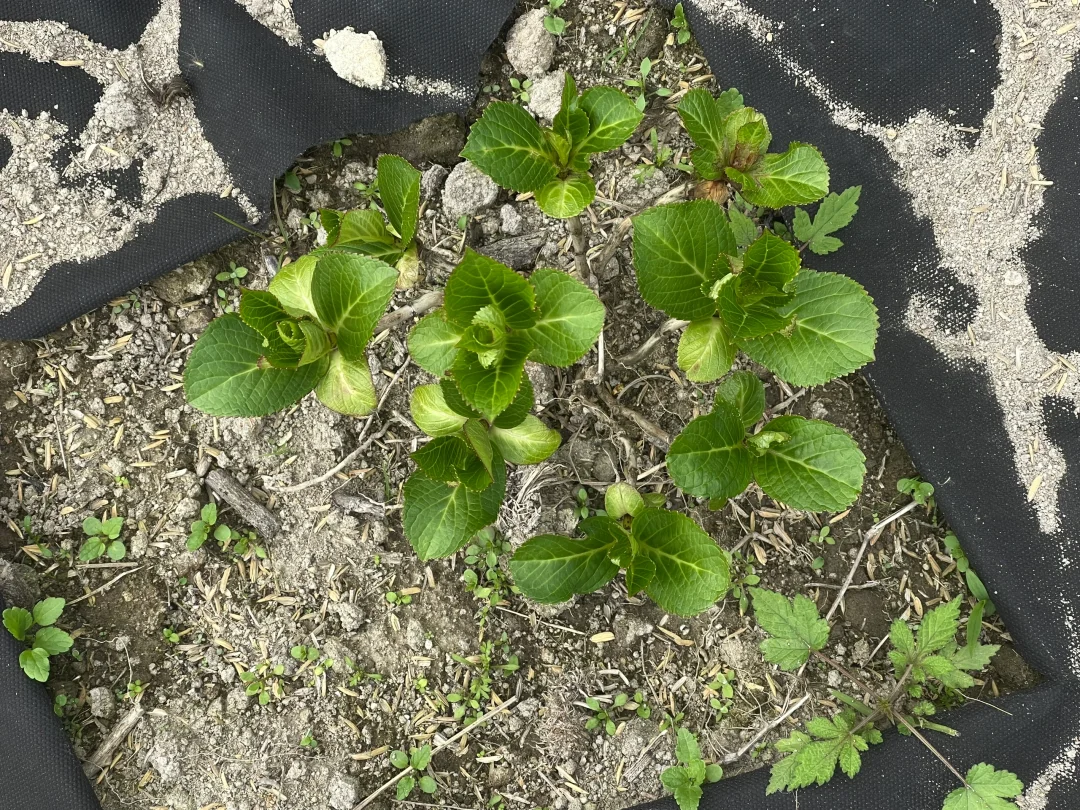 前一段时间种的绣球发芽了