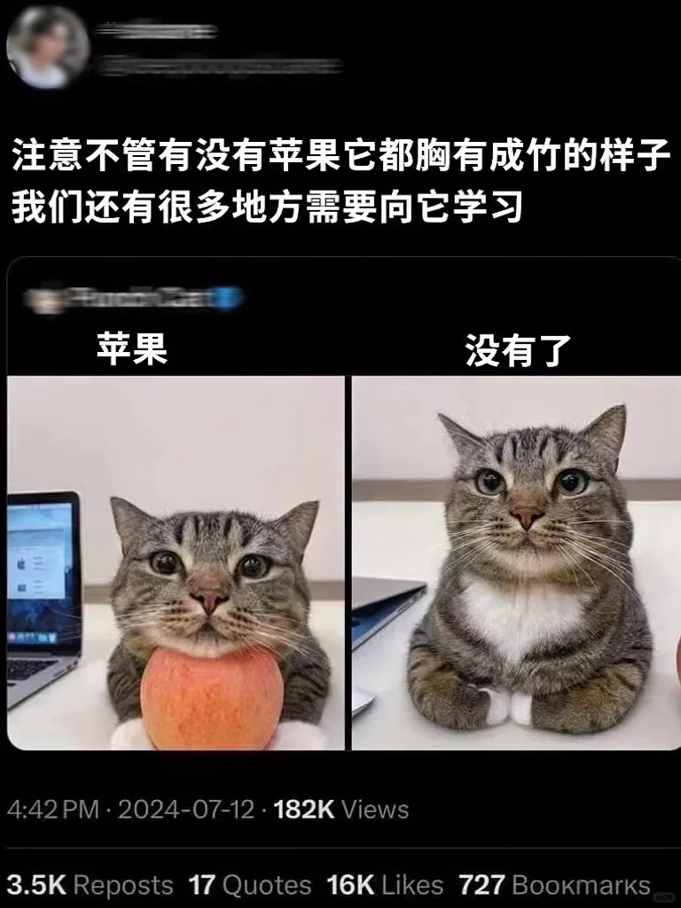 外国友人竟然是这样看待咱小狸花的！