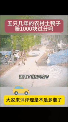 大家来评评理：司机压死了我五只农村土鸭要他赔 1000 元贵了吗？😡
