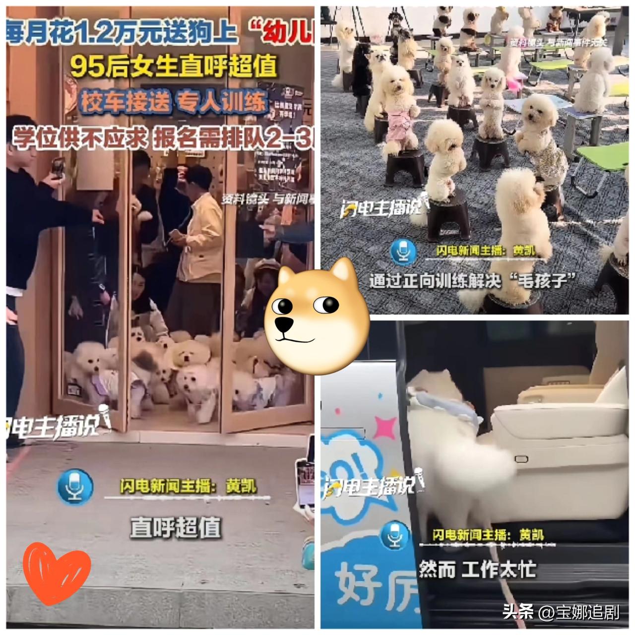 人不如狗真的不是段子！上海95后女生每月花1.2万给萨摩耶送进宠物贵族幼儿园，还