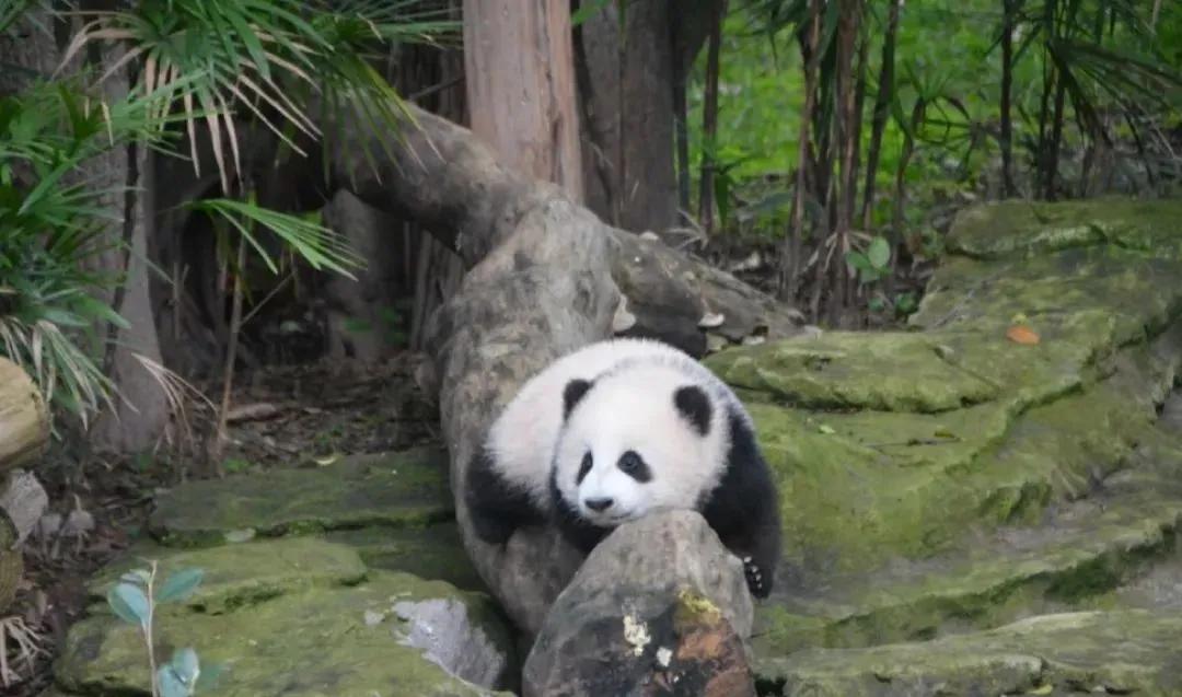 三妹，一个熊在外场，
好文静，好独立，好可爱！
真的是天地间的小精灵一枚！[星星