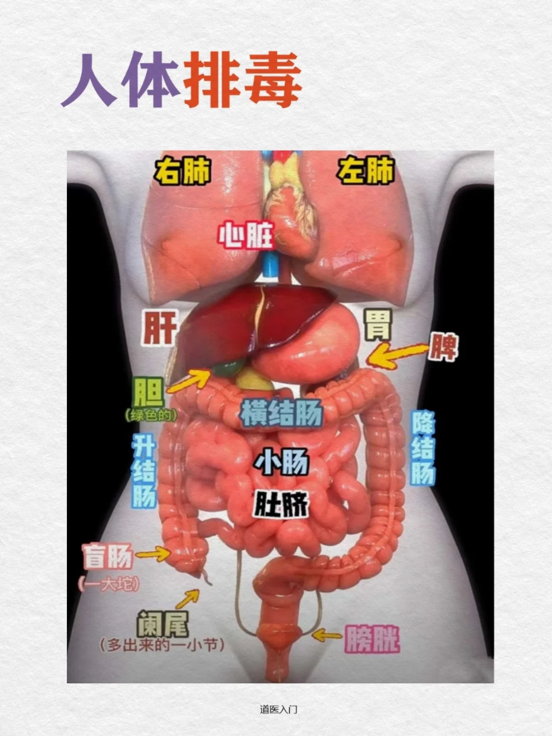 零基础学道医11天｜人体排毒