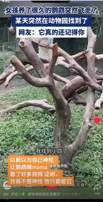 万万没想到，一女子养了很久的鹦鹉一天突然飞走了，结果女子某天在动物园游玩时，竟在