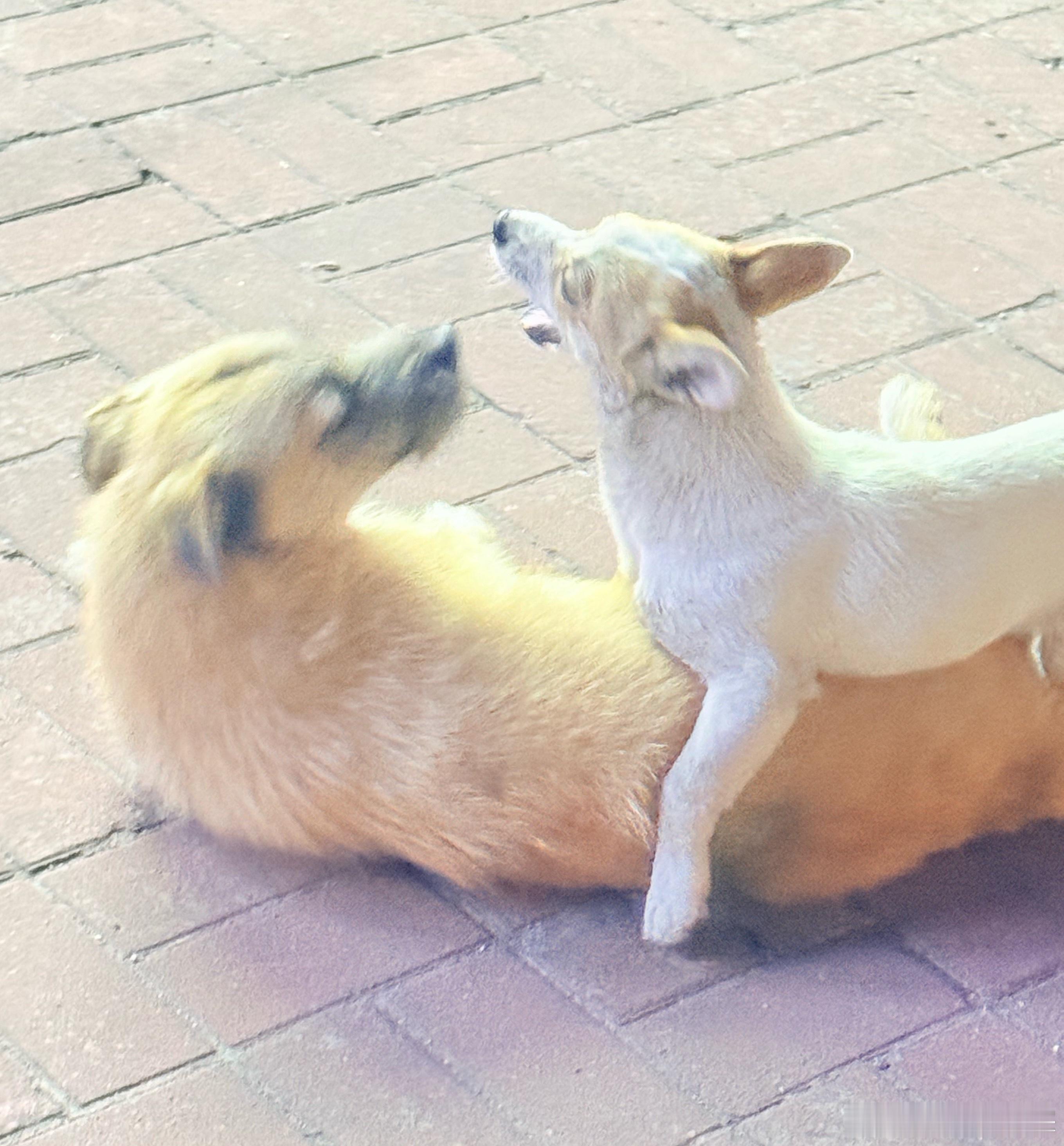 每日一狗