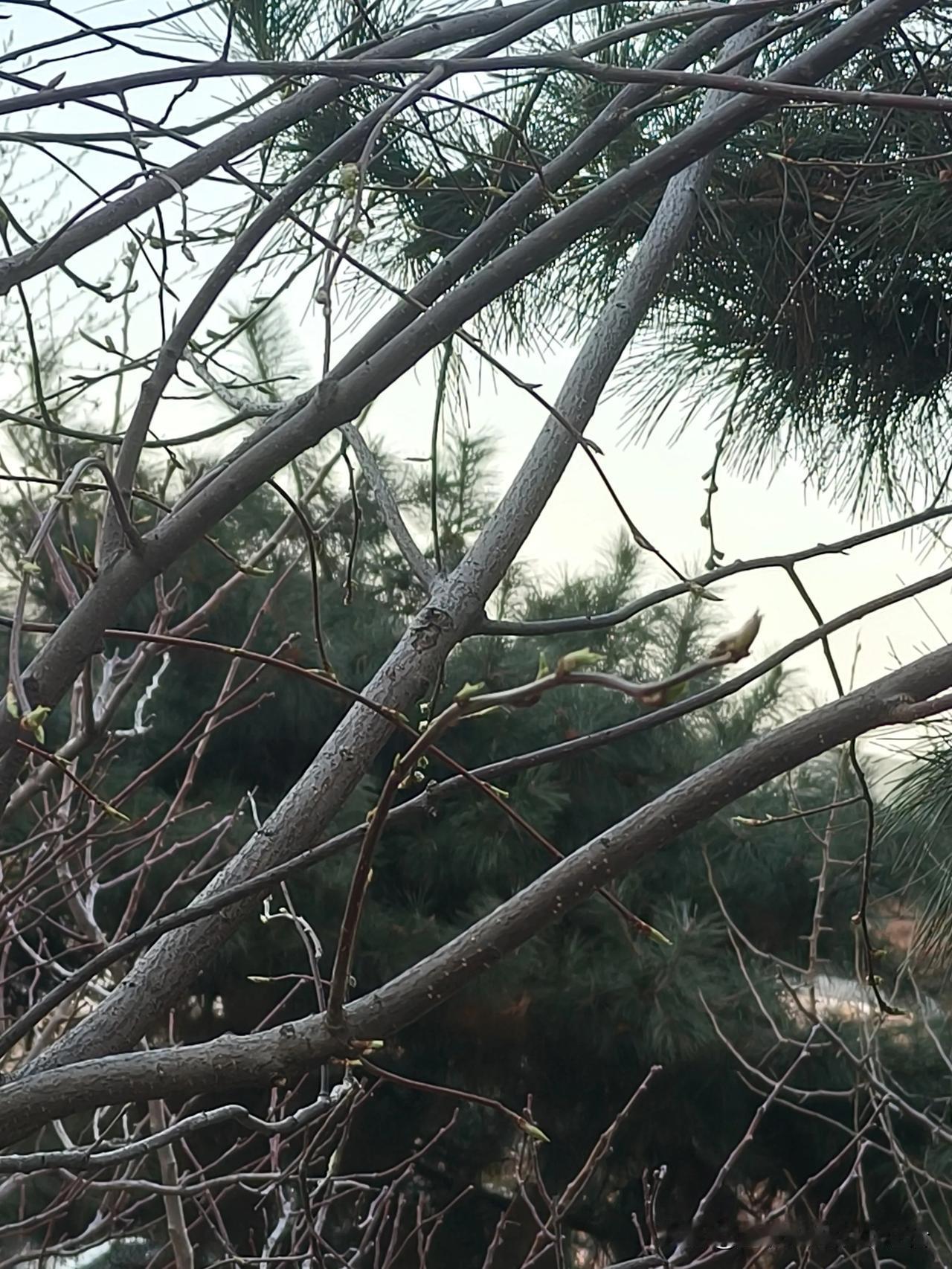 终于有了一点春天的样子。

几次入春都失败，终于感觉有点进入春天了，看到了新芽，