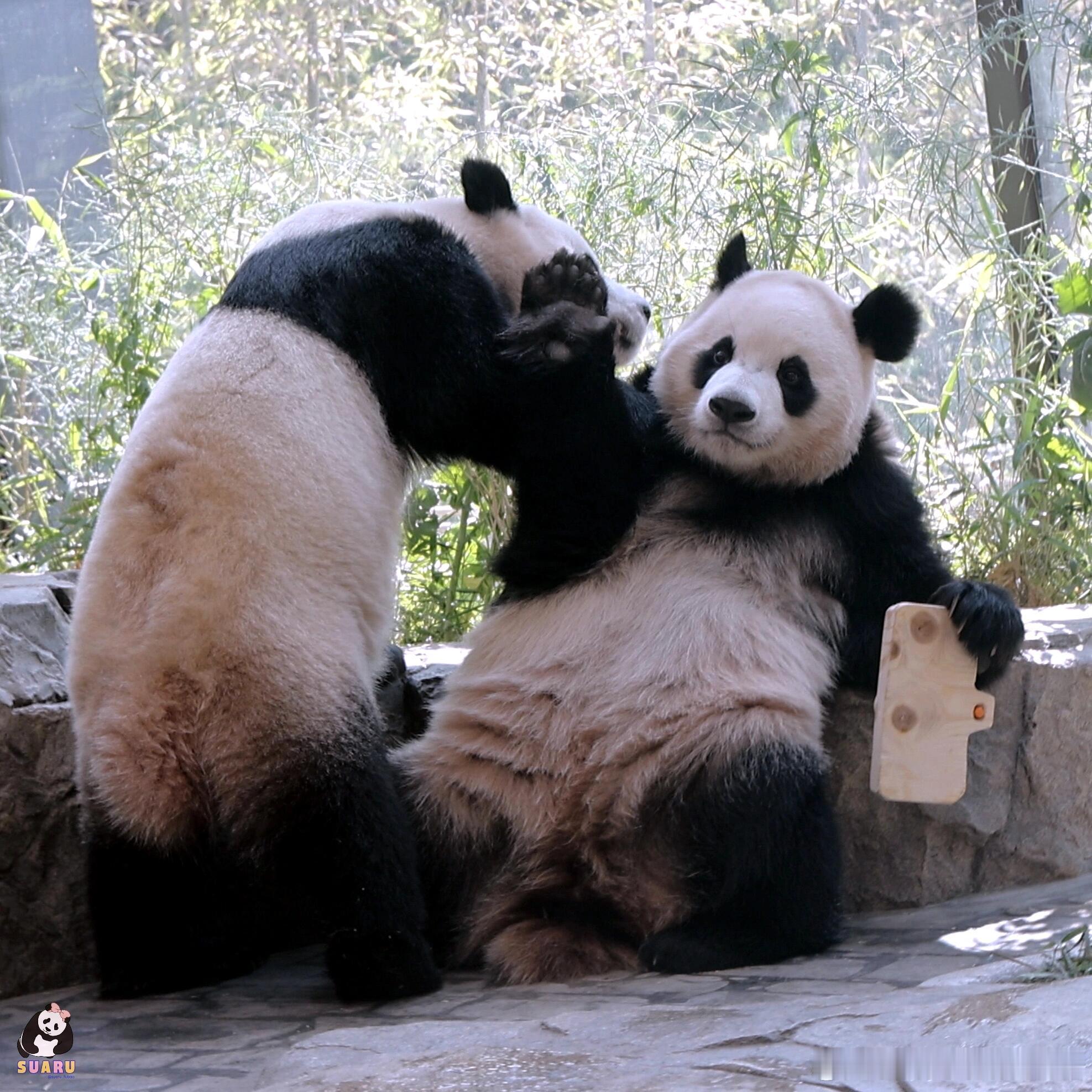 睿宝：辉，你先走开一下可以吗？你走路会玩儿 