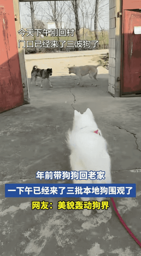 “笑不活了！”安徽，一女子带狗狗回老家过年，不料，因狗狗长得太漂亮导致村里其他狗