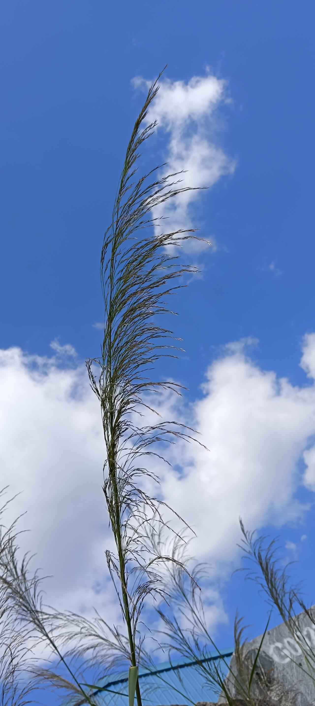 今天，秋天空气特别好，晴空万里，我和孙子到野外去玩玩，随便用手机拍了许多野花，特