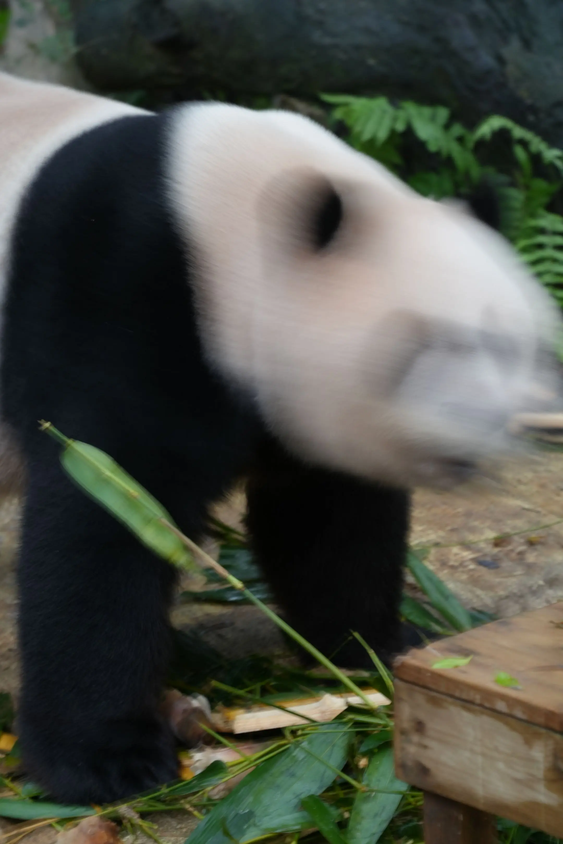 酷酷:黑妈，你放低相机，好好做人。（笑死，原来我拍了那么多酷酷抽象的图。）