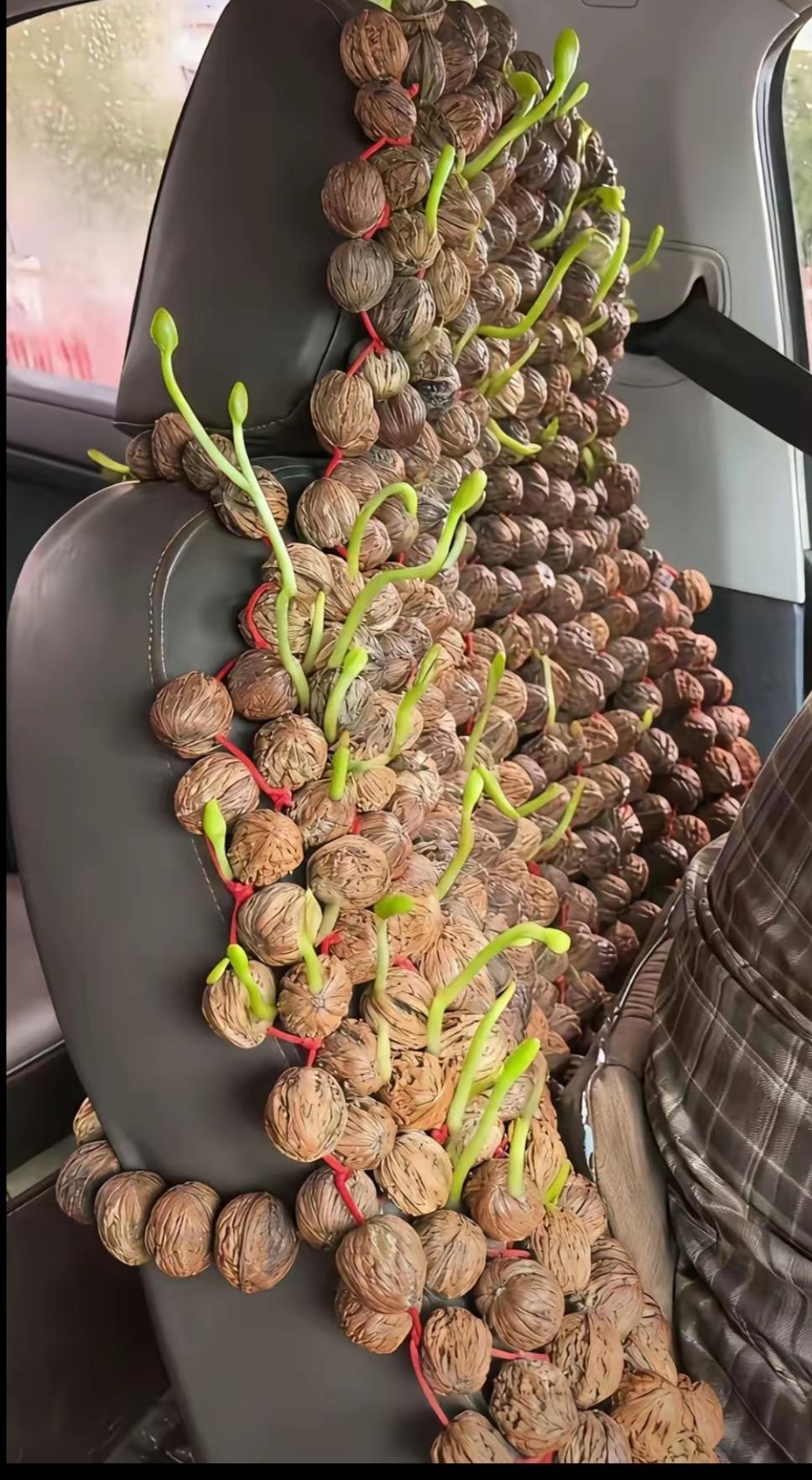 你瞧这个，

可太有意思啦！

刚开始瞅见的时候，我还以为是假核桃呢，

结果竟