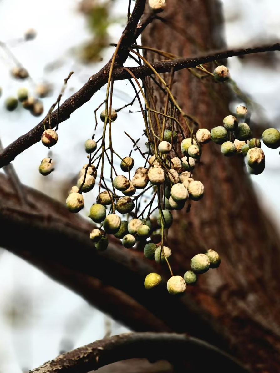 雨洗后的枝桠还带着潮意，细碎的果串悬在风里，青与白的斑驳裹着半分秋凉——像把刚收