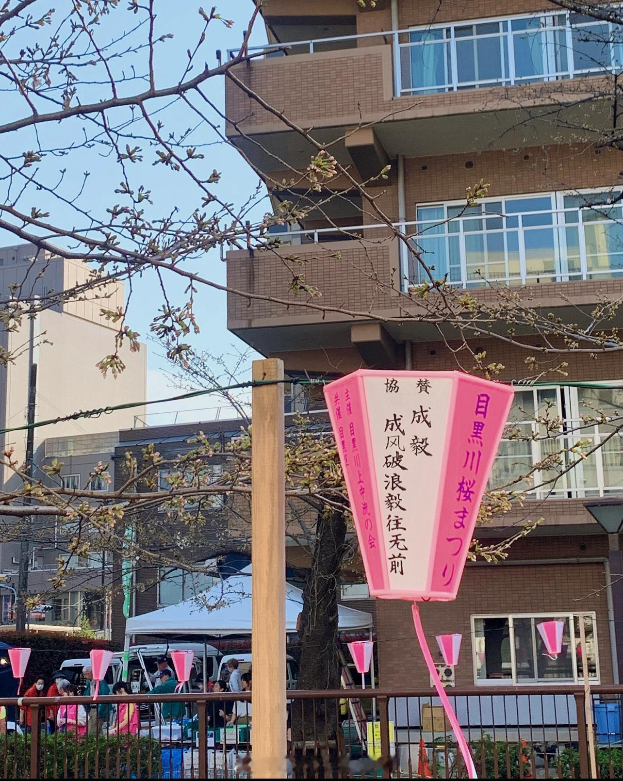 [抓狂]东京目黑川居然有成毅的应援灯笼！“成毅：成风破浪毅往直前” ​​​