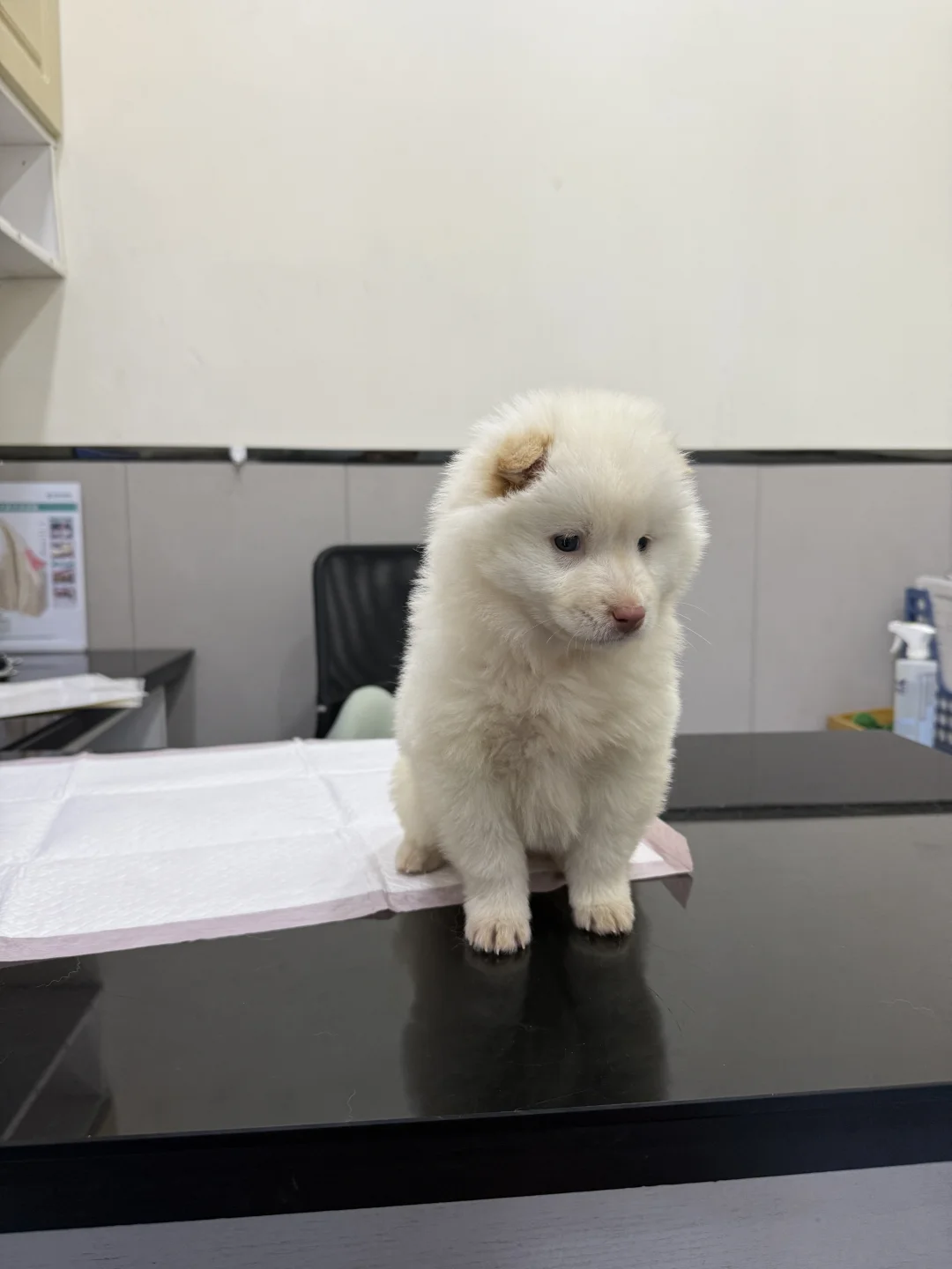 一个多月得细小的小土松🍘（已康复）