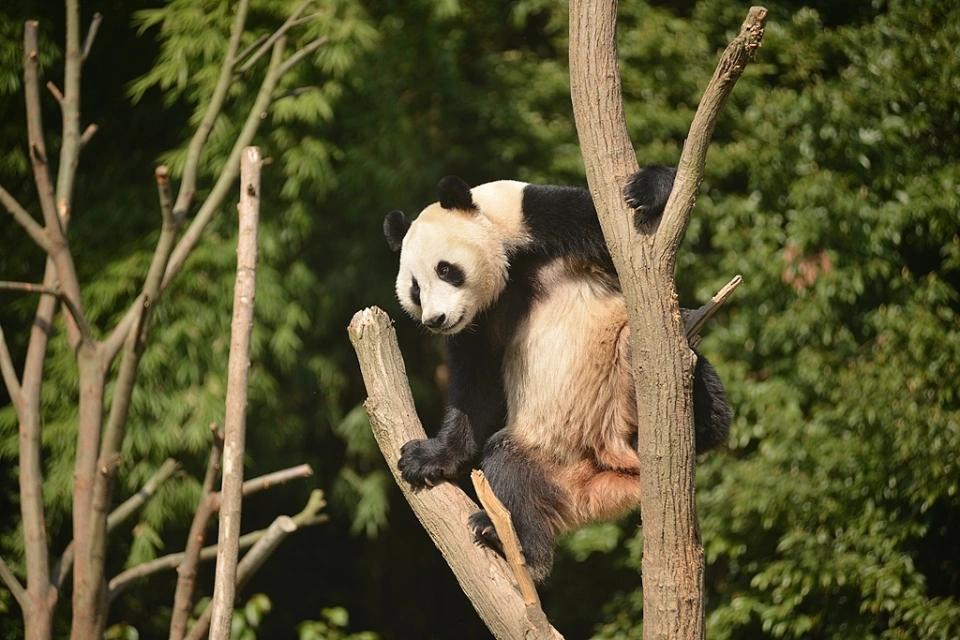 退还中国的熊猫，废除中国的权利，北欧小国芬兰竟然对中国连开两枪，而中方也接下了挑