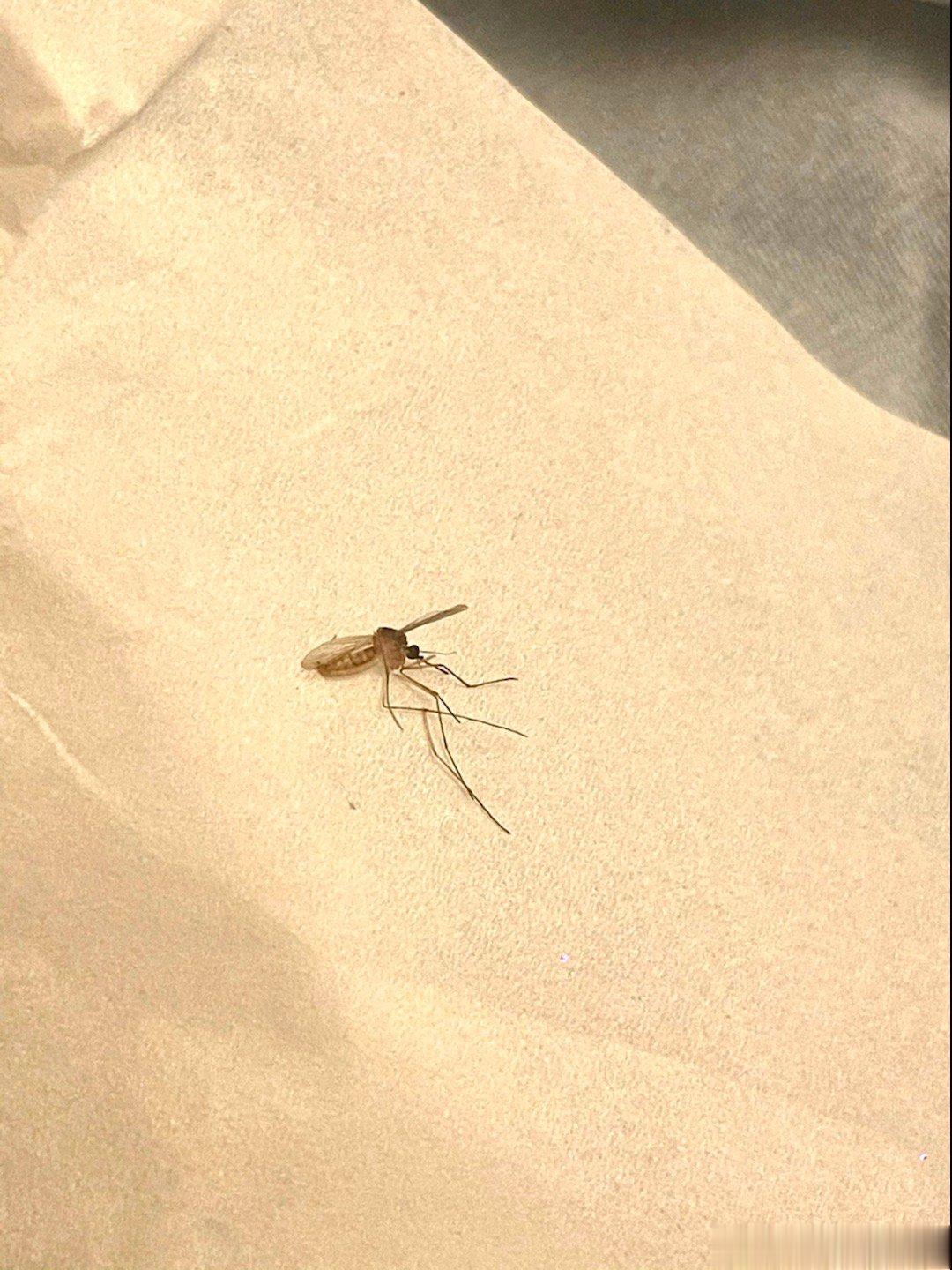感觉最近蚊子比夏天狠多了，临走前冲业绩了属于是。。。 ​​​