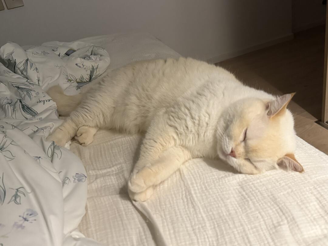 睡觉的小猪咪太可爱了