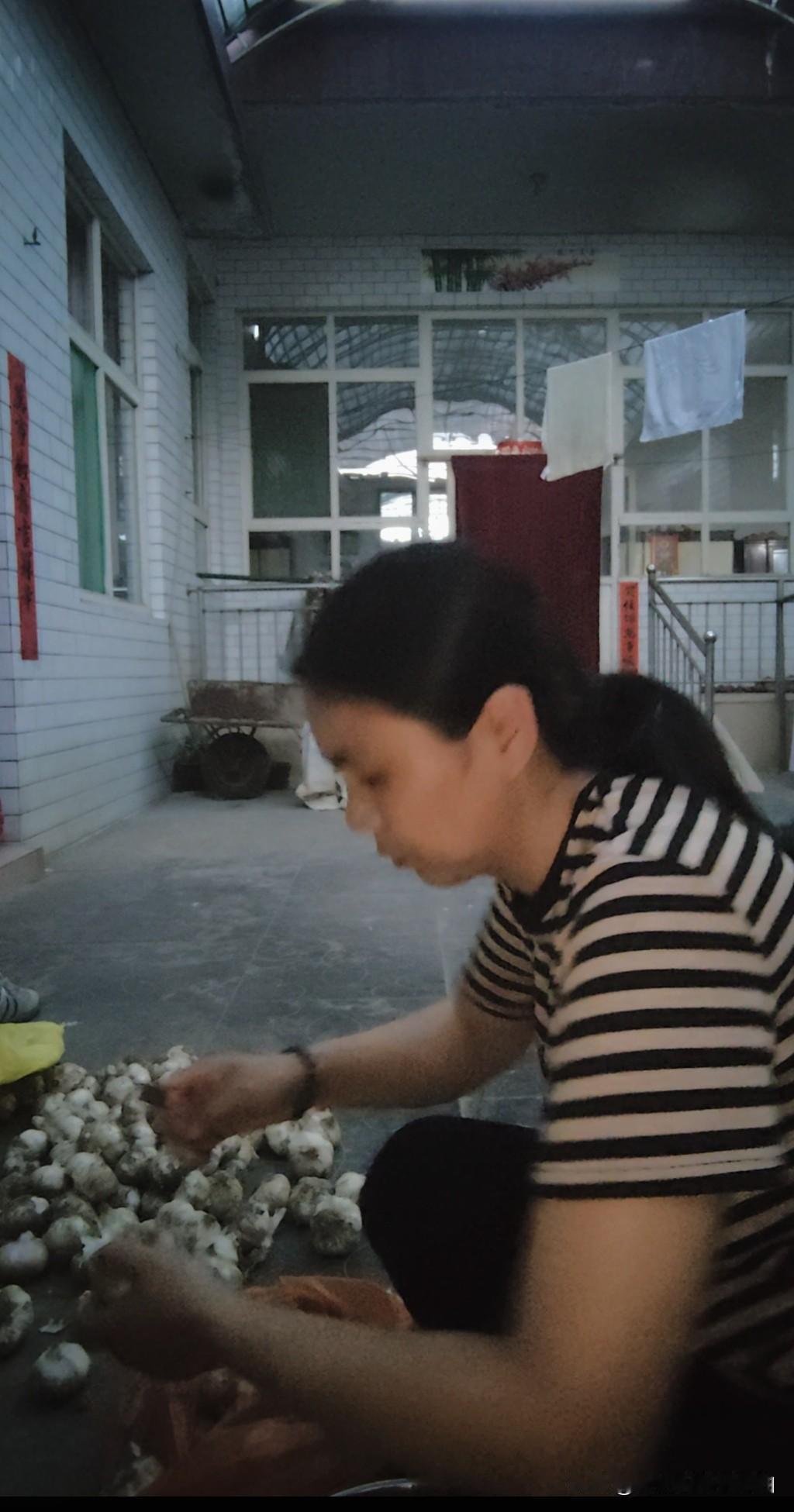 今天去小卖部买了一瓶白醋，准备腌糖醋蒜，昨天我就把蒜称了五斤，给摘干净了，用盐水