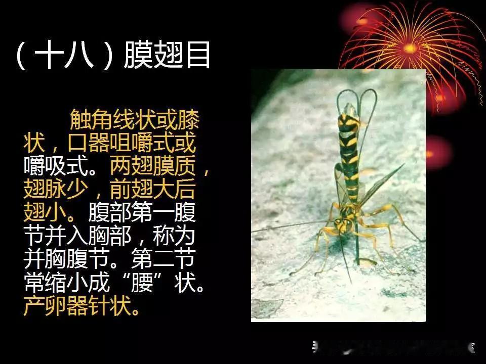 昆虫世界图览〔2026.7.5辑〕04