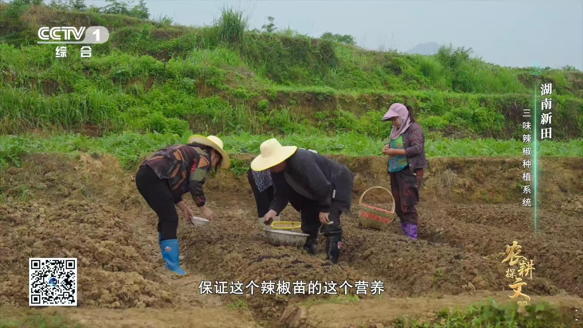 真的被这种农耕巧思戳到了！田螺的天然造型刚好适配辣椒种子，再加上稻草保温保湿的小