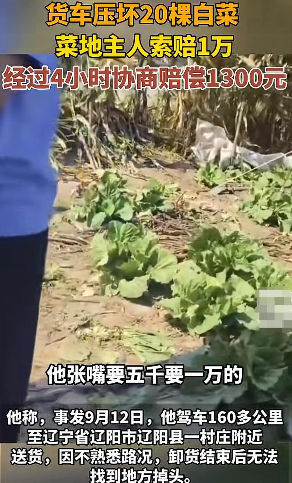 货车压坏20几棵白菜赔了1300元？
近日，辽宁一货车司机在网络曝料称，自己开车