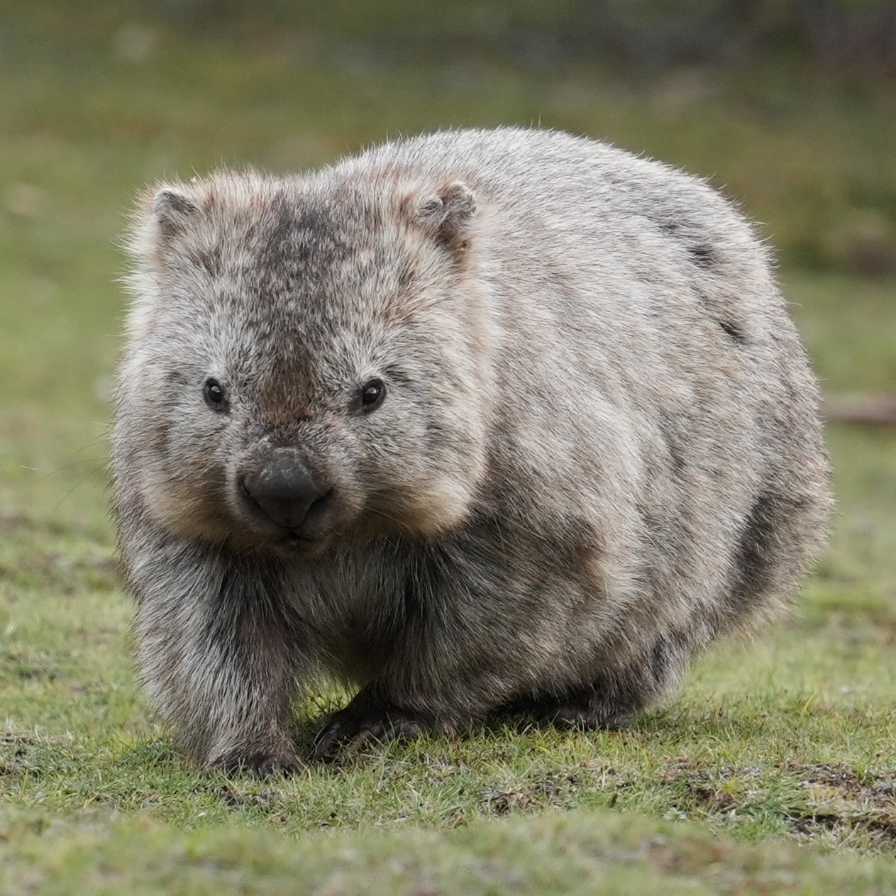 袋熊 可爱的挖洞洞高手，方便便大使【推：takumiko_n】 