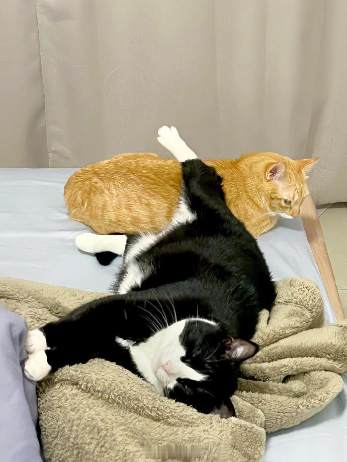 猫子是会享受的 