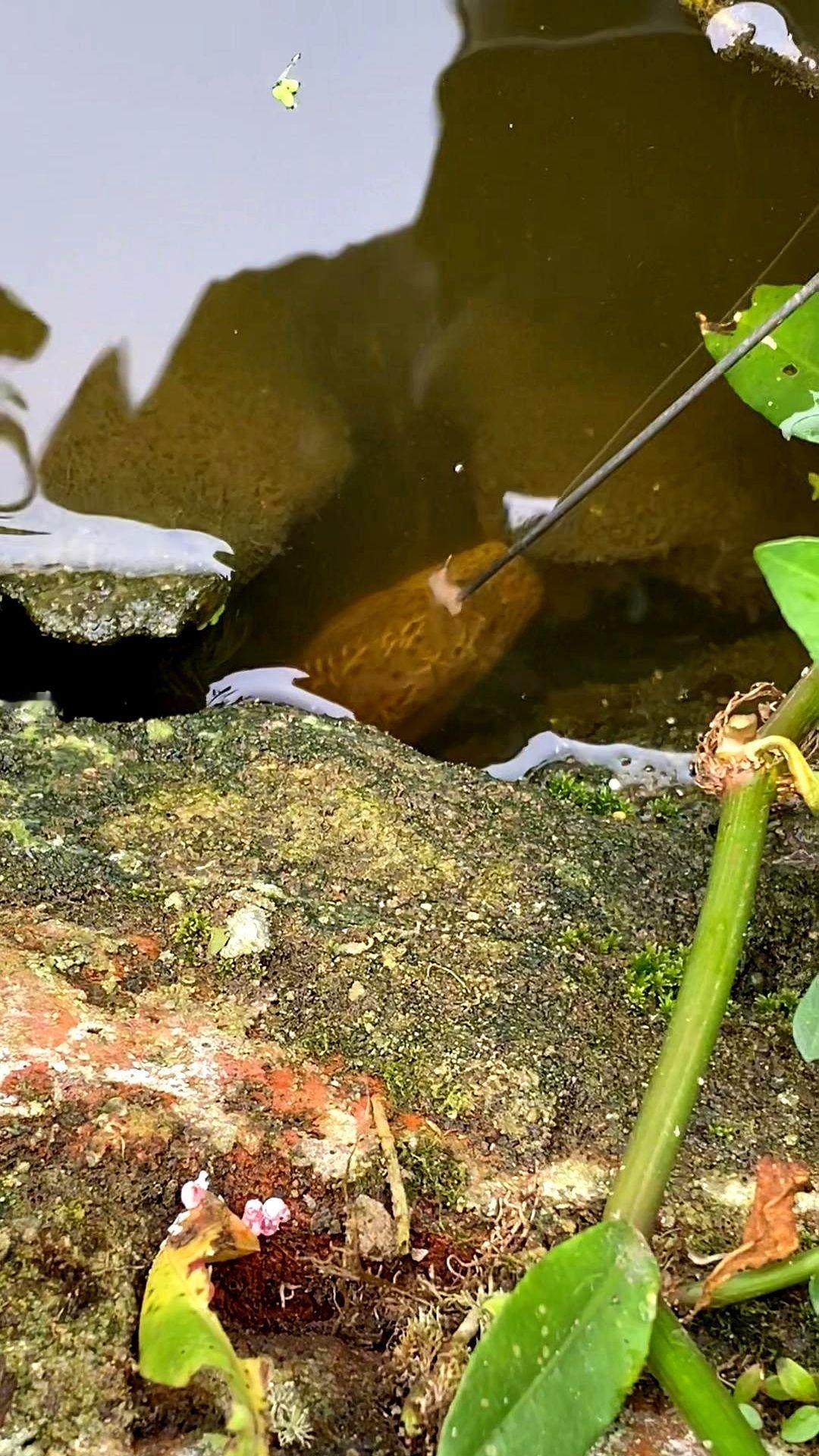 钓杆是用竹根做的

高手钓黄鳝，压根不用等！

手指在水下轻轻一弹，模拟有东西抢