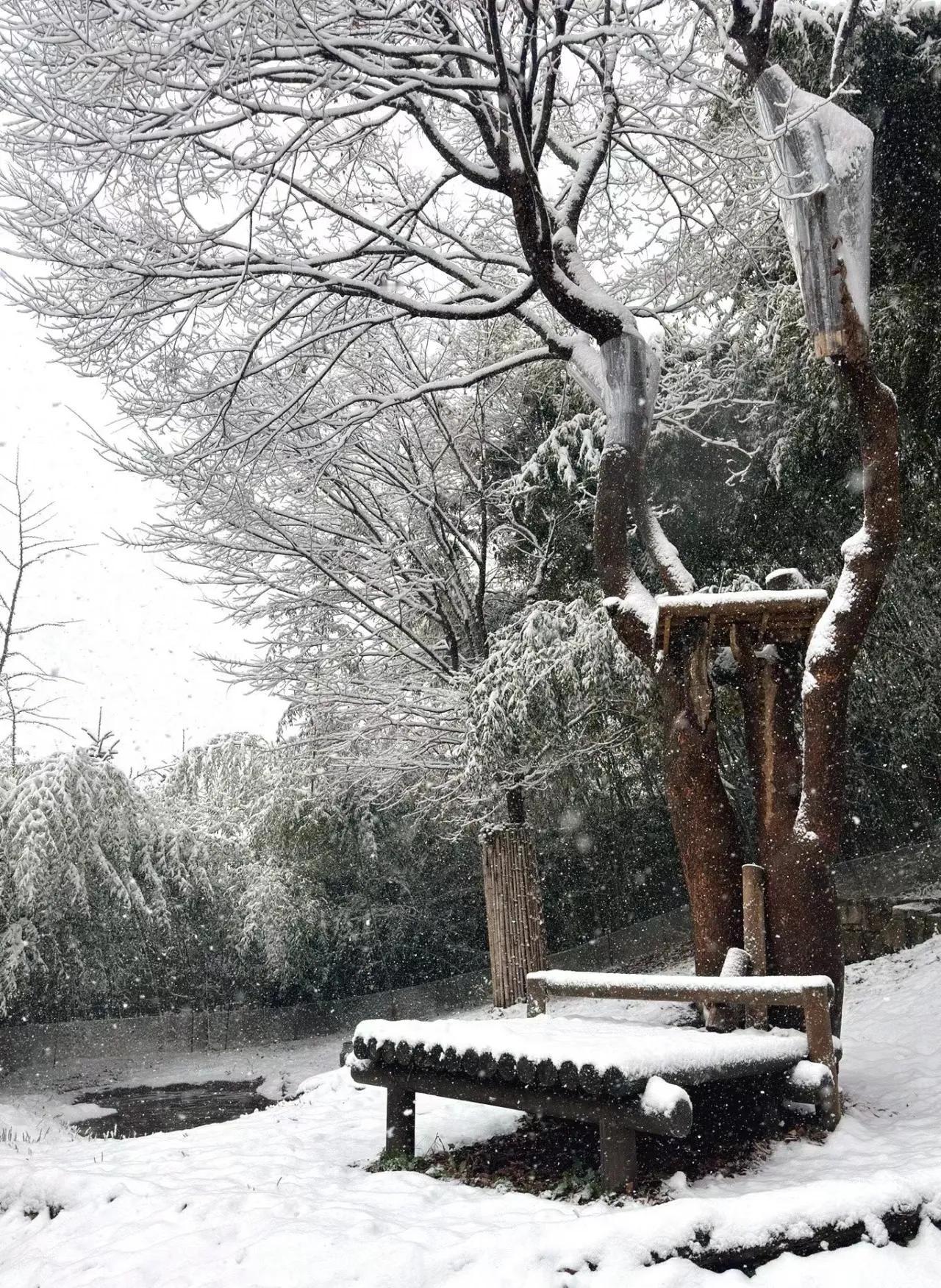 今天韩国下了初雪
爱宝乐园银装素裹
乐大爷挂树上了
爱女士在雪中优雅吃播
两小只