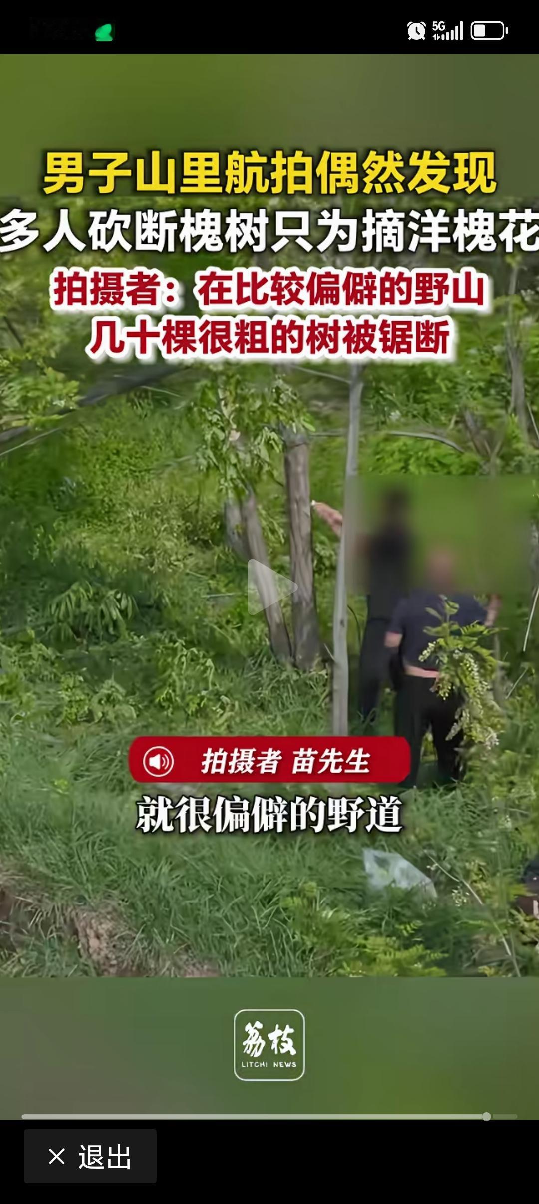 去大明宫的路上也看到几棵用长竹竿勾断的槐花树，基本都是老年人在弄。