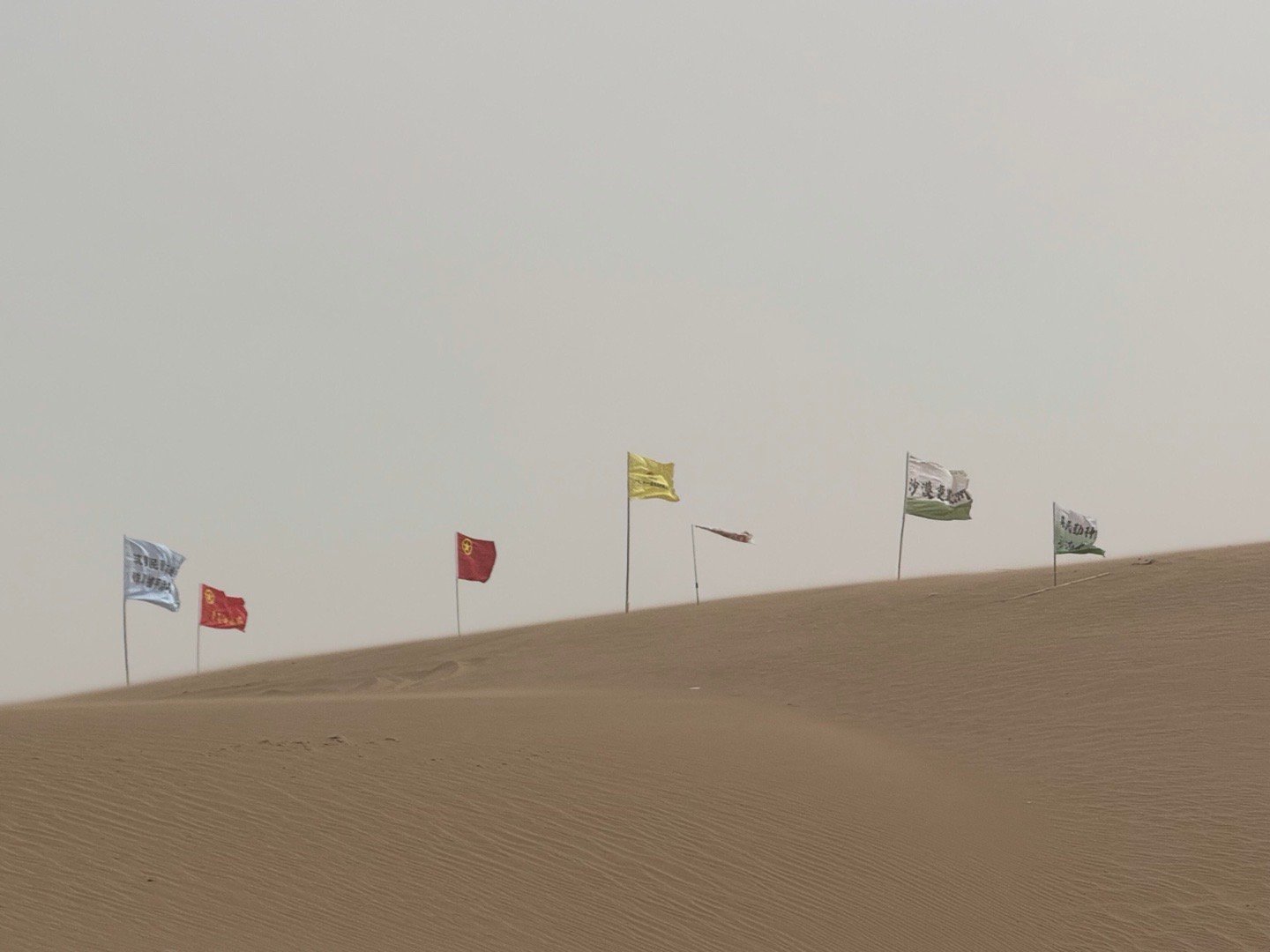 武汉大学生喜提梭梭树主理人身份春天给武汉的请柬武汉大学生喜提梭梭树主理人！逛春日