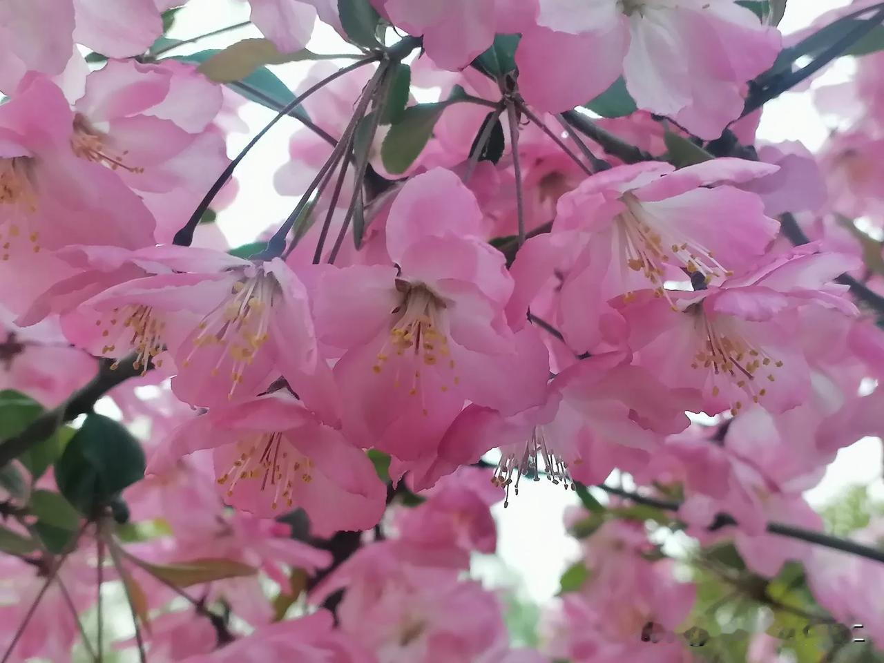 我的宝藏兴趣赏花