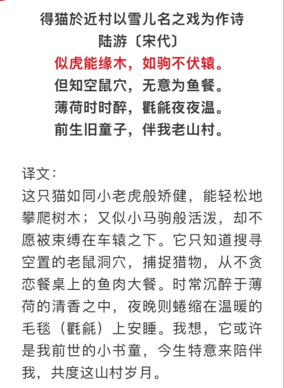 陆游养猫也是个高需求宝宝 ​​​