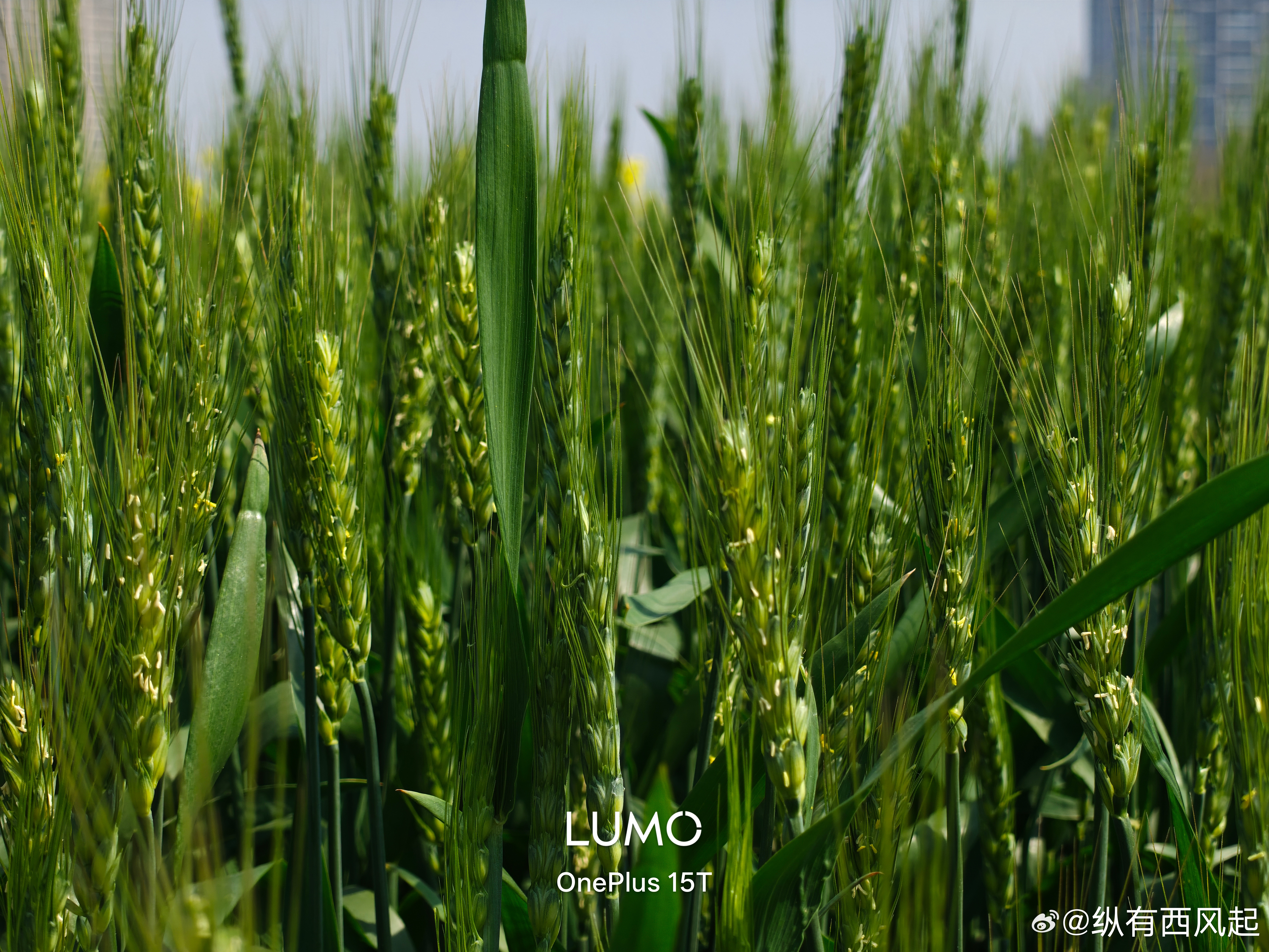 小麦这么早就开始长麦穗了吗，我小时候印象好像不会这么早 