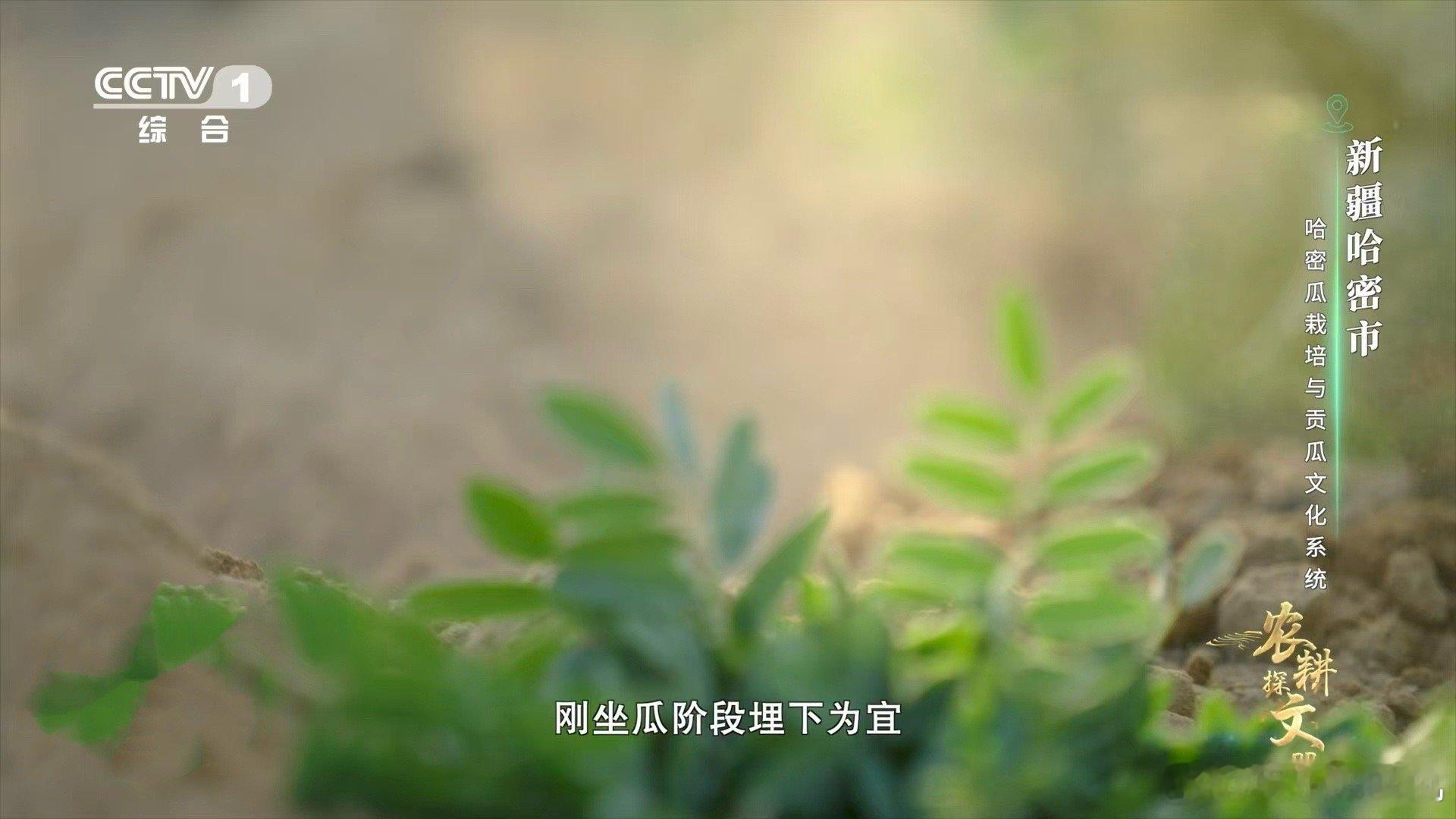 苦豆子在土里默默扎根，把苦涩都藏在自己心里，只为让瓜果吸饱养分，长出那份清甜。每