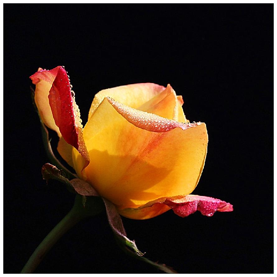 蔡司镜头拍月季