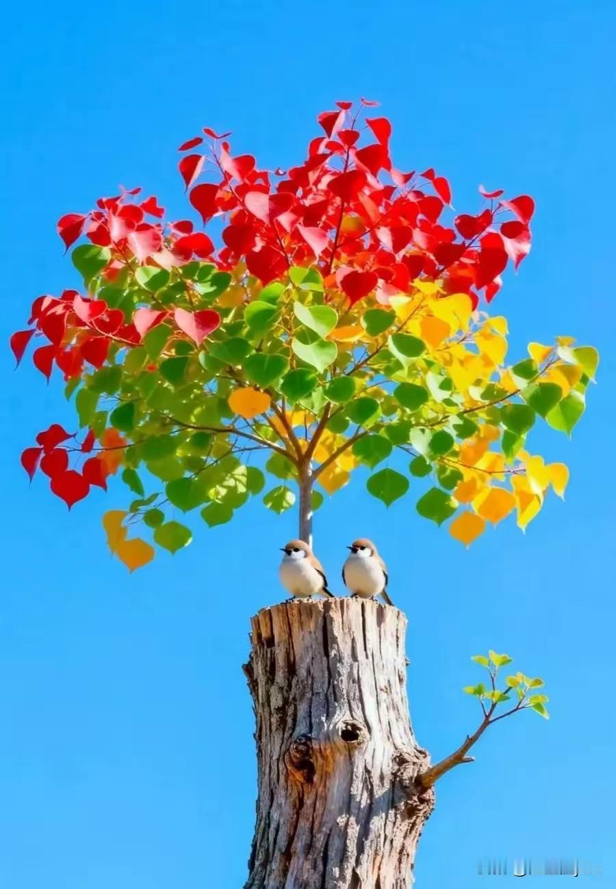 好的感情，是彼此滋养，互相成就
男人能让女人死心塌地，
是他有担当、
有格局。