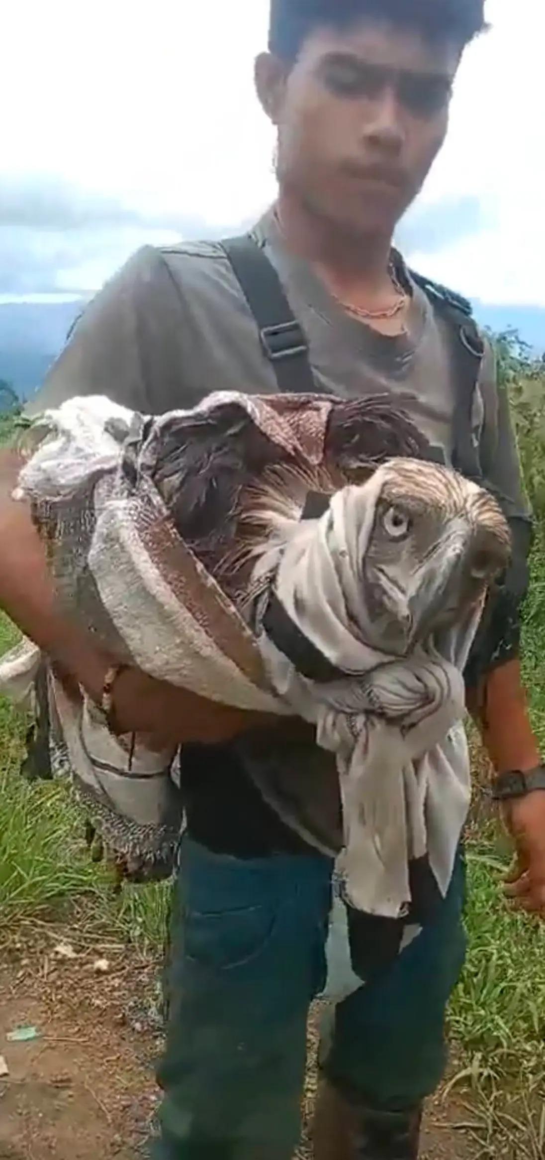 据报道，一只菲律宾鹰遭到30多只猴子的攻击后获救。这只极度濒危的鸟类被布基农省卢