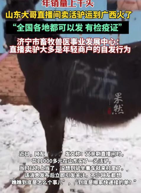广西大叔心真大，在直播间从山东买了头活驴11000元，运费1200元， 女儿以为