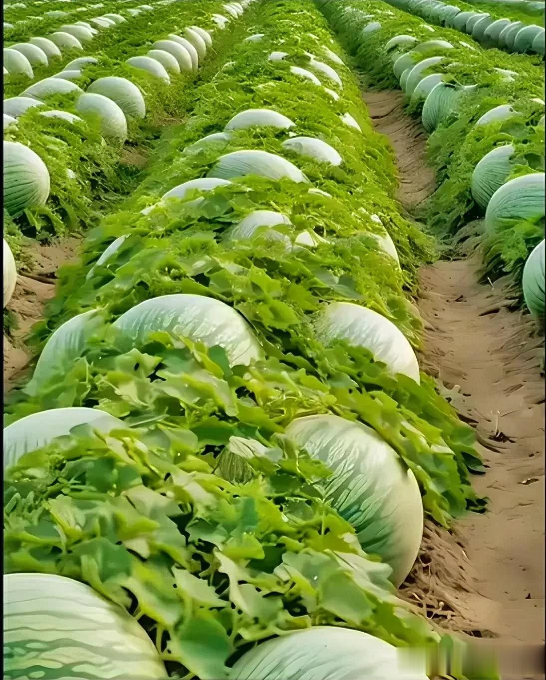 涨见识啦，甜瓜苗不长甜瓜，竟然长的全是大西瓜。

不可否认，这P图的技术确实不赖