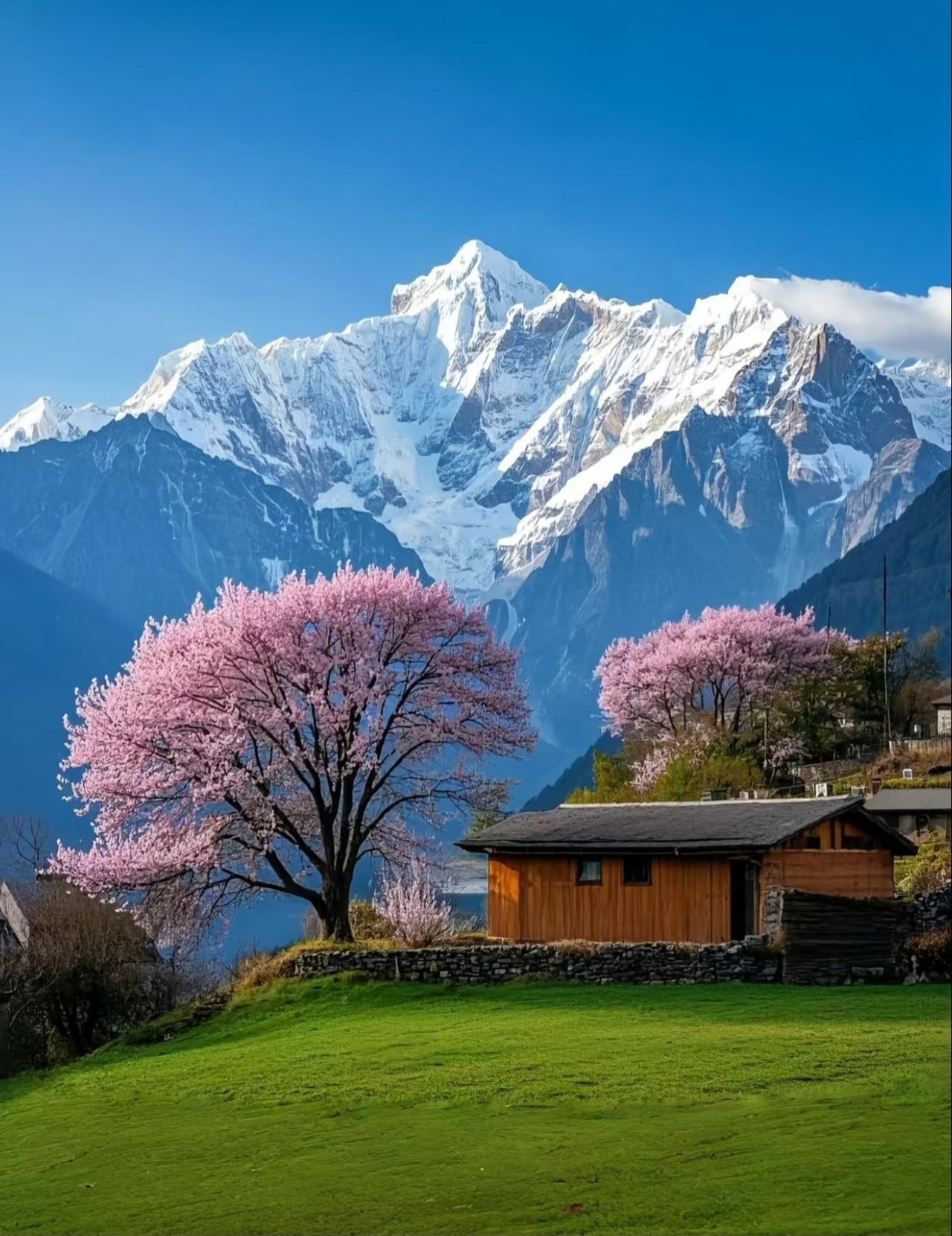 林芝最美的季节马上快到了
还有两个月的时间
就要到了林芝最美的季节啦
我已经在疯