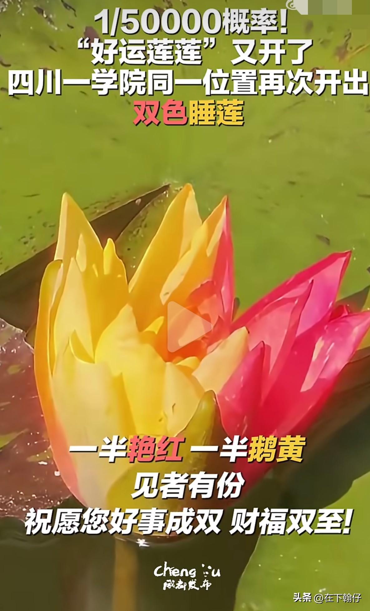 绝了！攀枝花学院这株睡莲又开双色花，概率仅五万分之一！

攀枝花学院这株睡莲又火