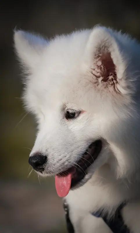 两男孩烟花烧死7岁萨摩耶，家长竟提赔1只狗了事！后续反转太扎心
 
家人们，这事